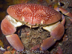 Batwing Coral Crab, on a night dive in St. Thomas.   by Juan Torres 